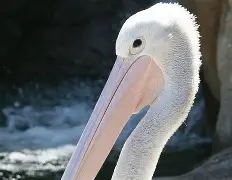 开云-鹈鹕队领队言论争议，球迷不满表现的简单介绍